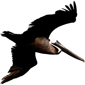 Pelican PNG-46576
